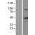 Western Blot: YY1 Lysate [NBL1-17953] - Western Blot experiments. 
Left-Control; Right -Over-expression Lysate for YY1